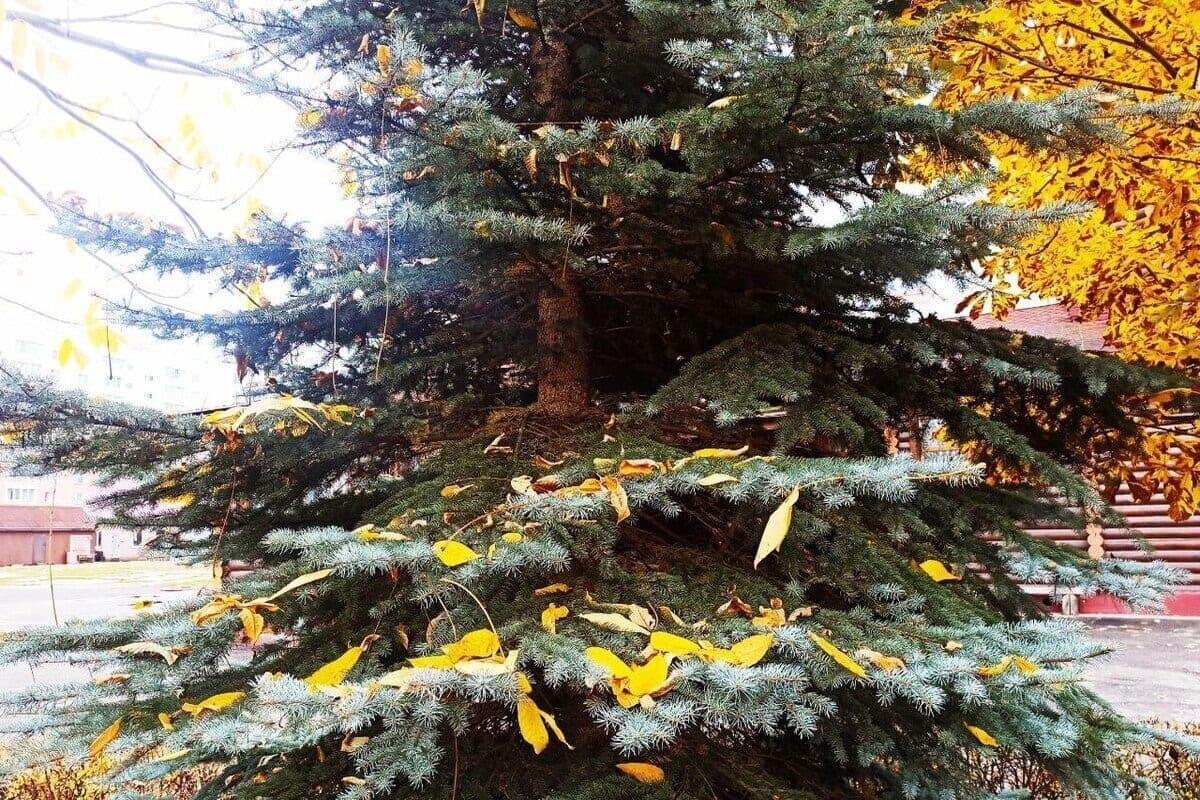 October gold will give the residents of the Vladimir region