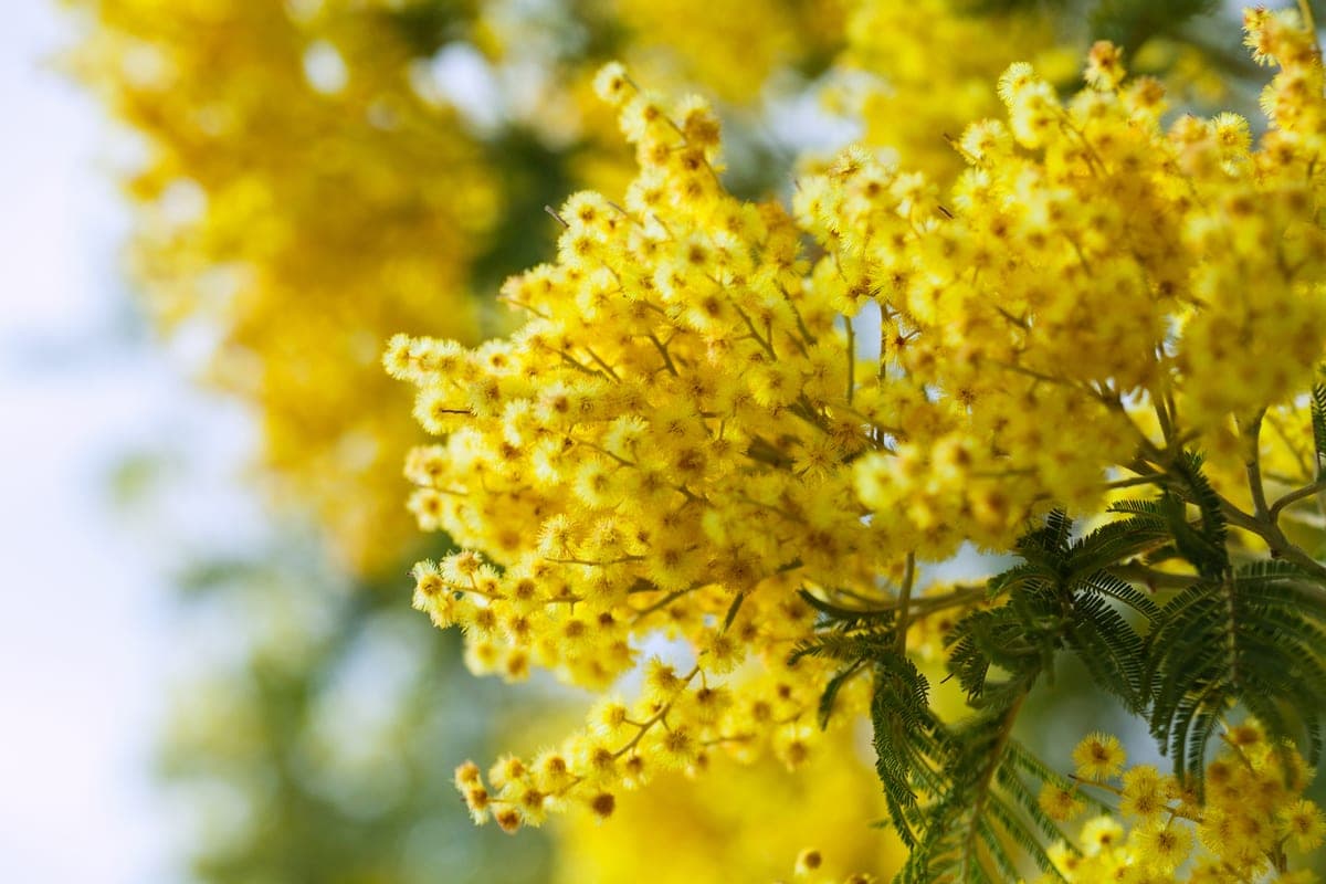 Novosibirsk lawyer warned summer residents about fines up to 700 thousand for the Canadian goldenrod