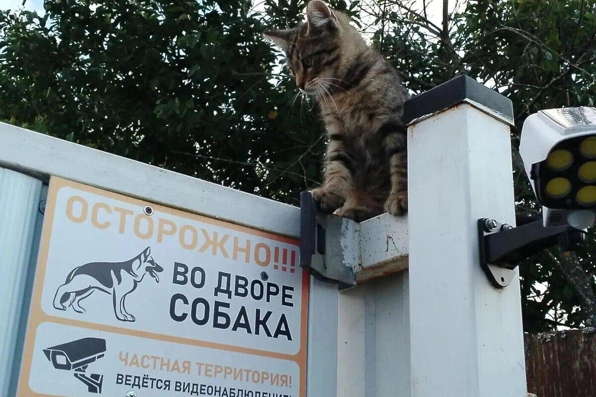Gati fand einen illegalen Sicherheitsposten und eine Barriere im Bezirk Krasnogvardeysky