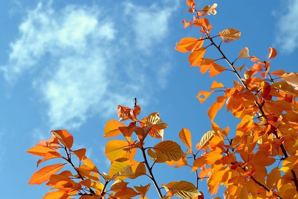 Ice and gusty wind are expected in the Tomsk region on October 20