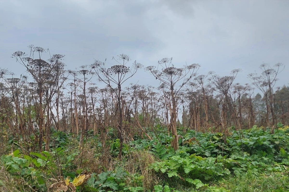 In the Orel region destroyed on the ground a dangerous hogweed