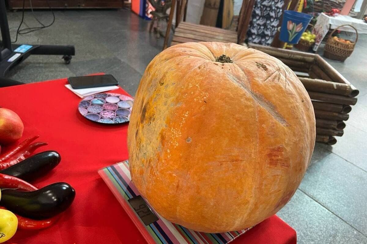 In the Genic district chose the largest pumpkin at the harvest festival