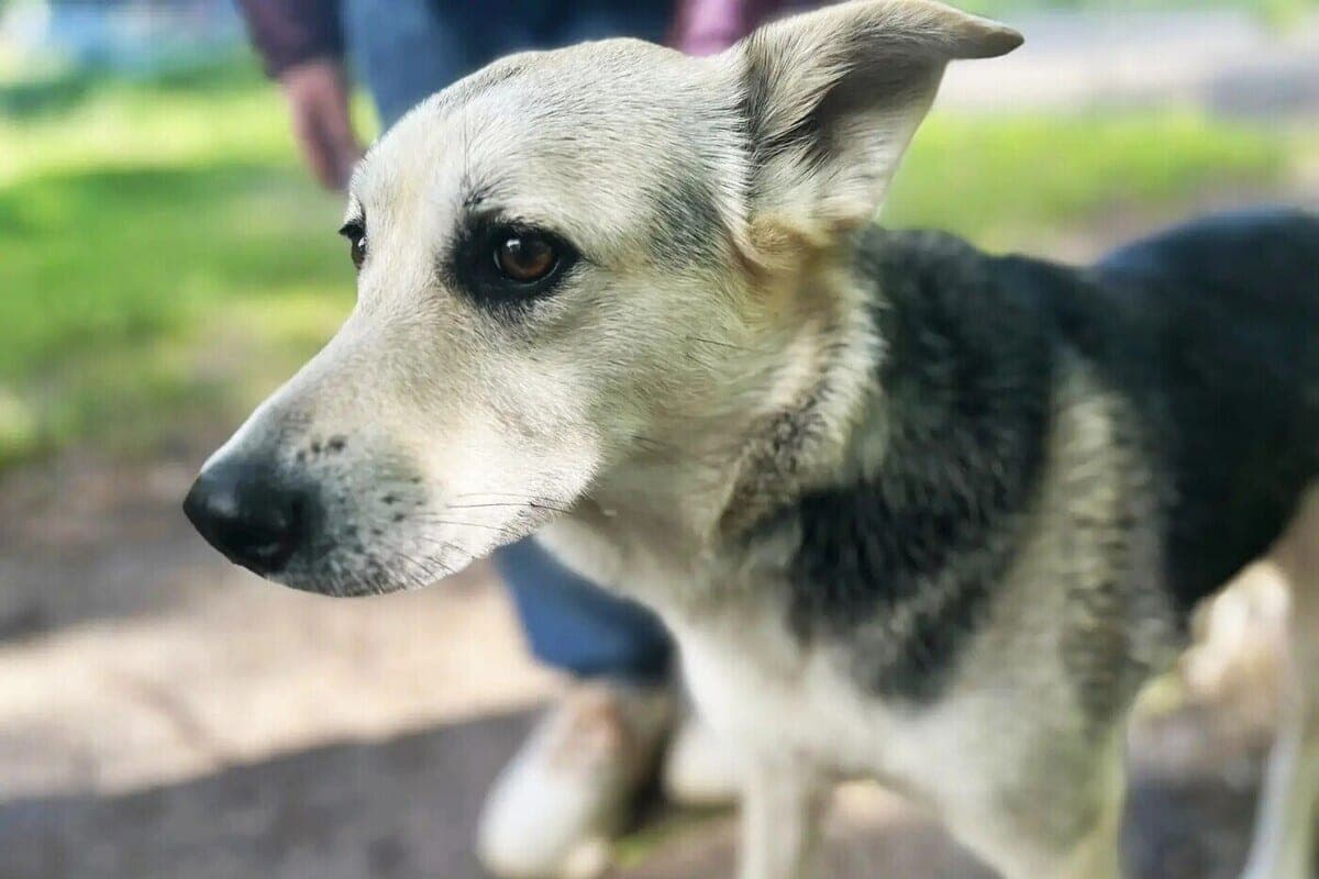 SK will check the work of the authorities of Neya due to attacks of stray dogs