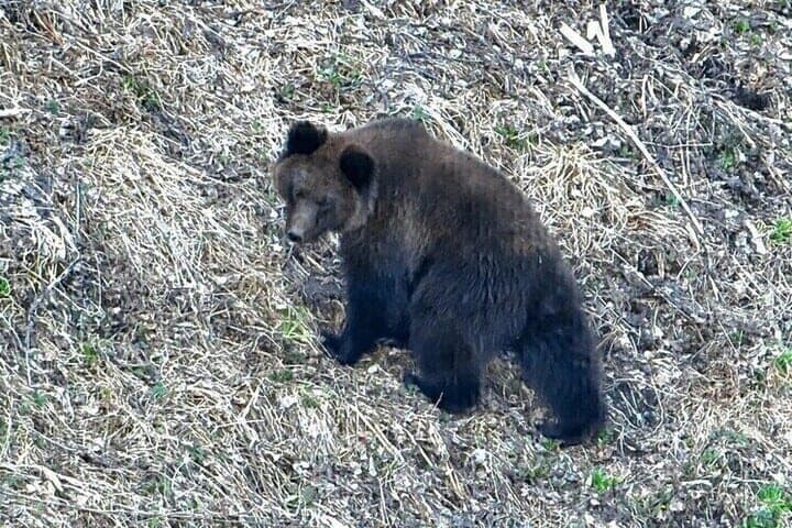 Rescued exploded phone: what is known about the attack of a bear on a young man in the Altai region