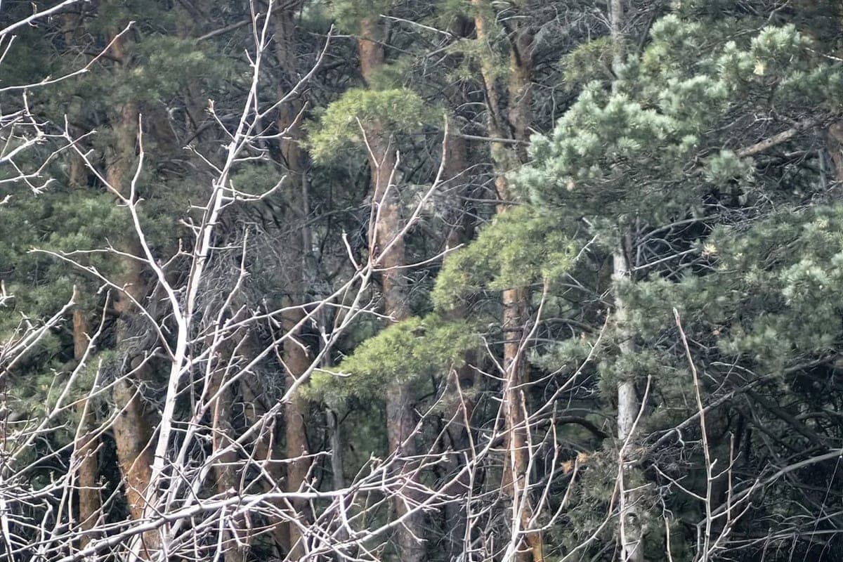 Night frosts and rains await the Kaliningrad region on October 13