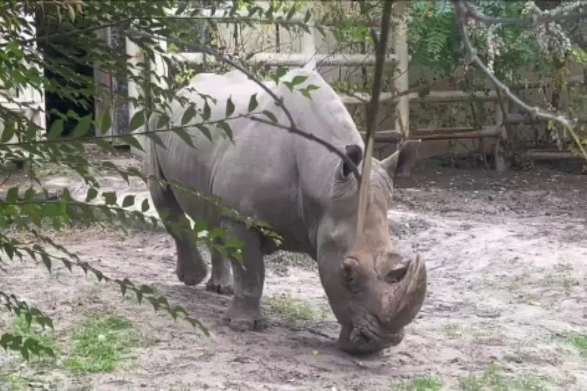In the Rostov zoo celebrated the birthday of the white rhinoceros