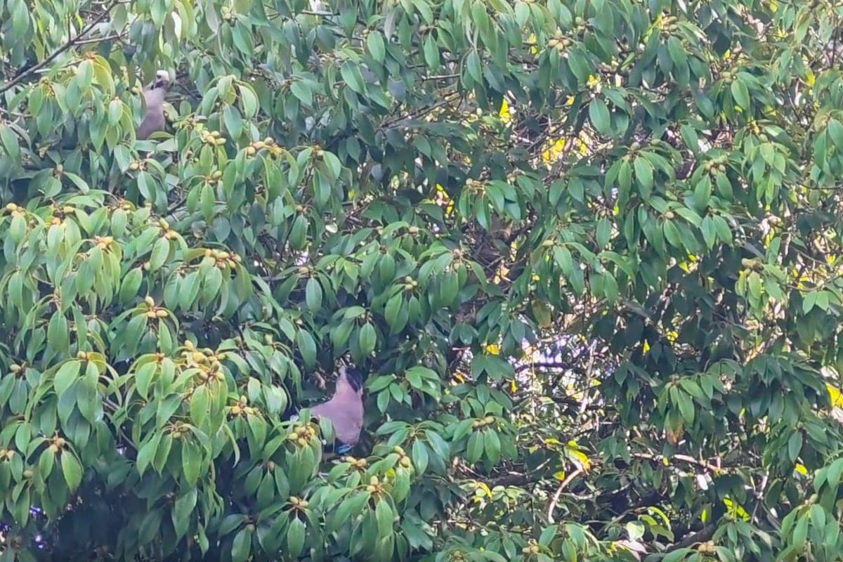 Jays staged an autumn feast on oaks in the rose garden of Sochi