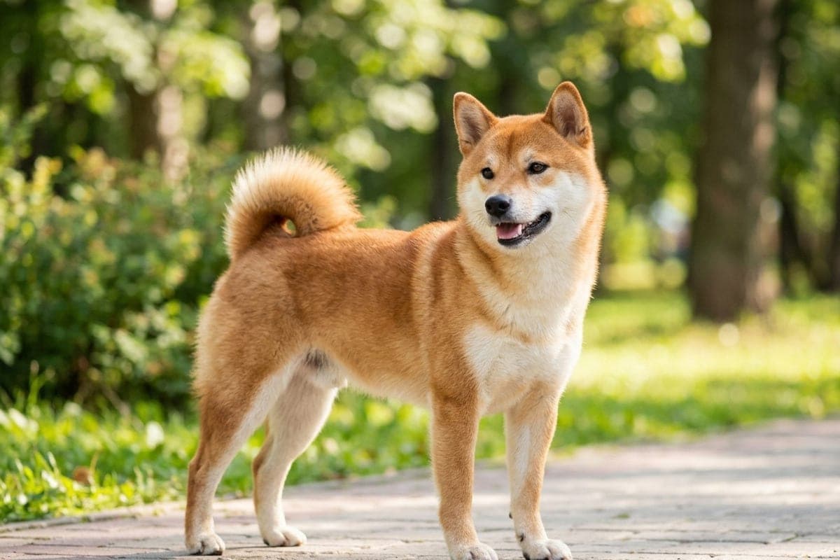 The dog from the popular Russian meme suspected cancer