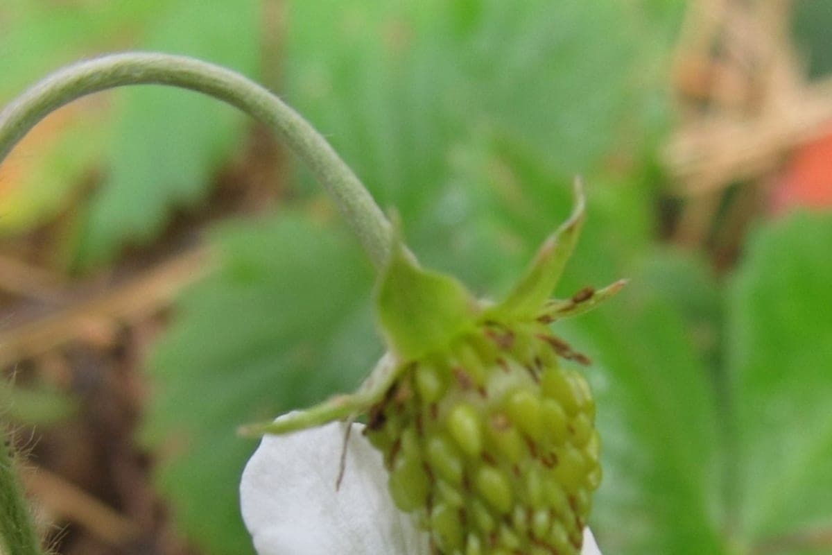 In the national park "Taganai" under snowstorms blossomed strawberries and grew foxes