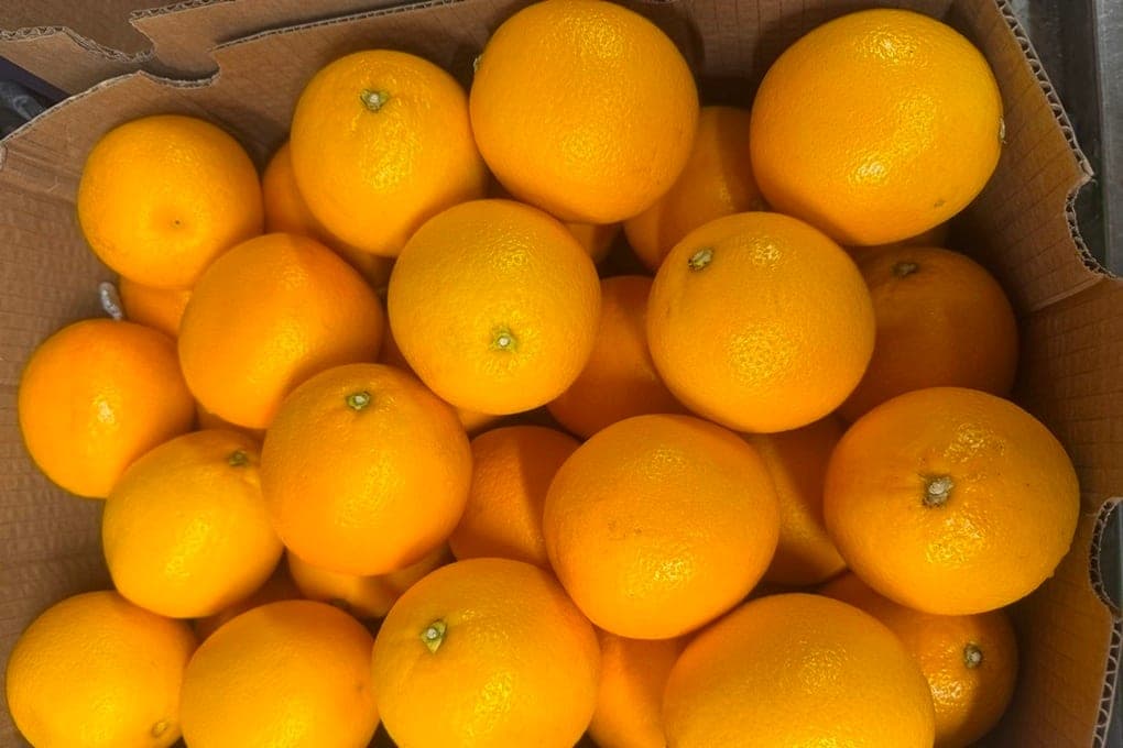 African flies failed to attack St. Petersburg counters with citrus fruits