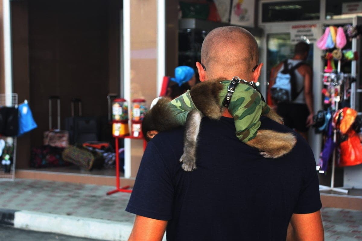 Dozens of wild monkeys began to attack people in a popular resort