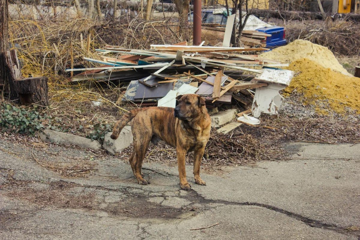 For the bite of a stray dog in Slavsk recovered 60 thousand rubles from the veterinary service