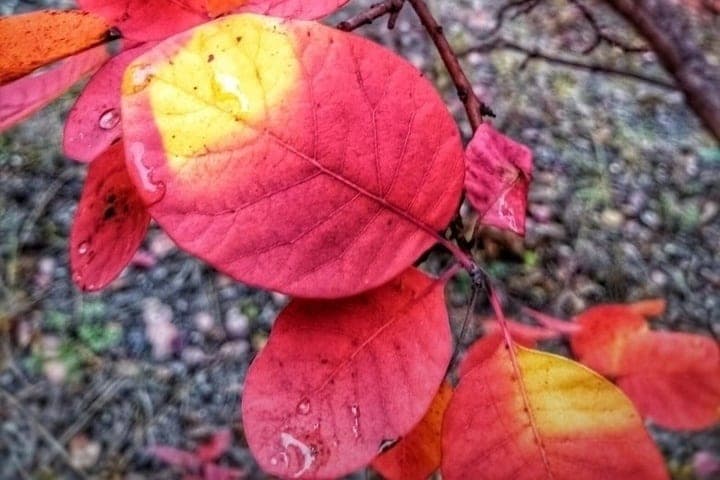 On Monday in Voronezh is expected to 26 degrees of heat