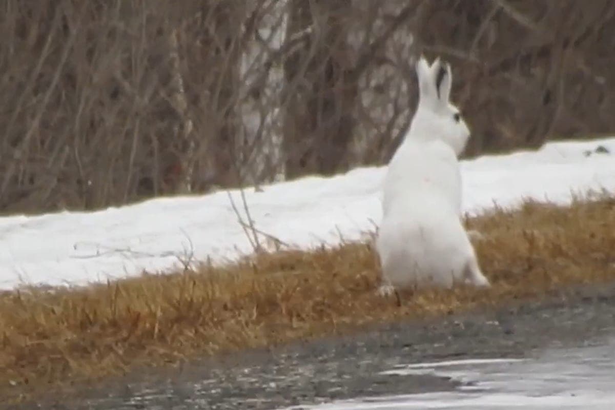The court punished the poacher for the spring hunt for a hare in the Kirov region