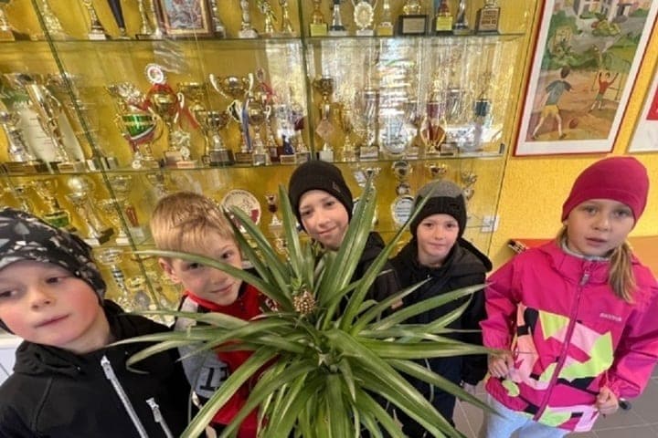 In the sports school Kostomukshi grew pineapples