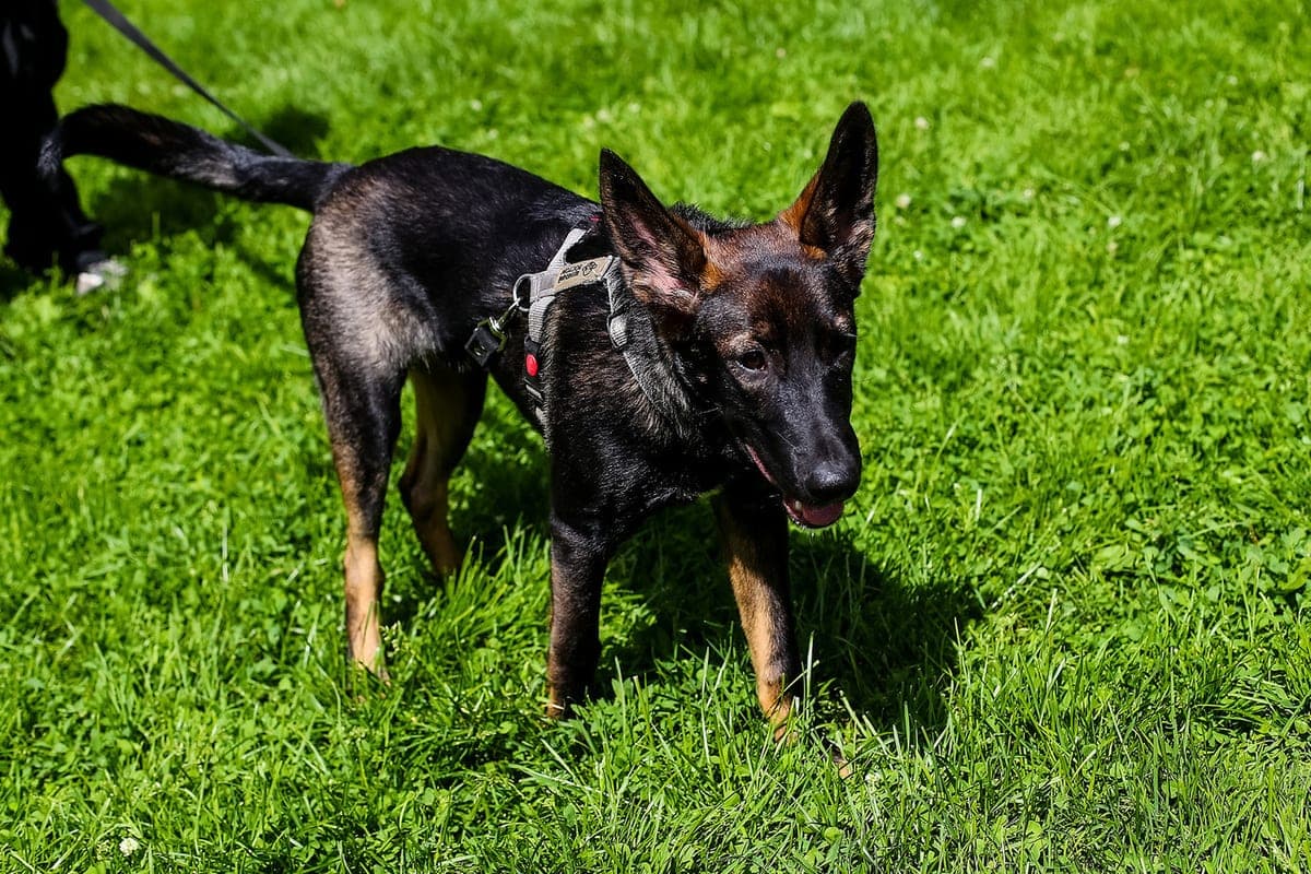 Residents of Dedovsk are outraged: the new forest park has become a zone of increased danger due to inadequate dog owners
