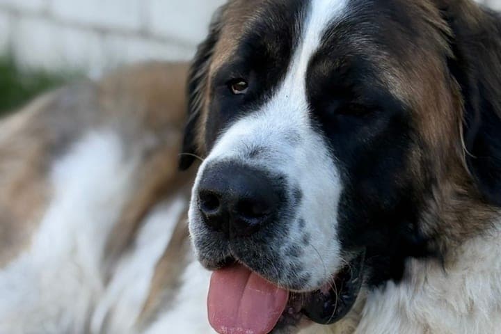 In Dudchinsk library held a lesson for the Day of protection of animals