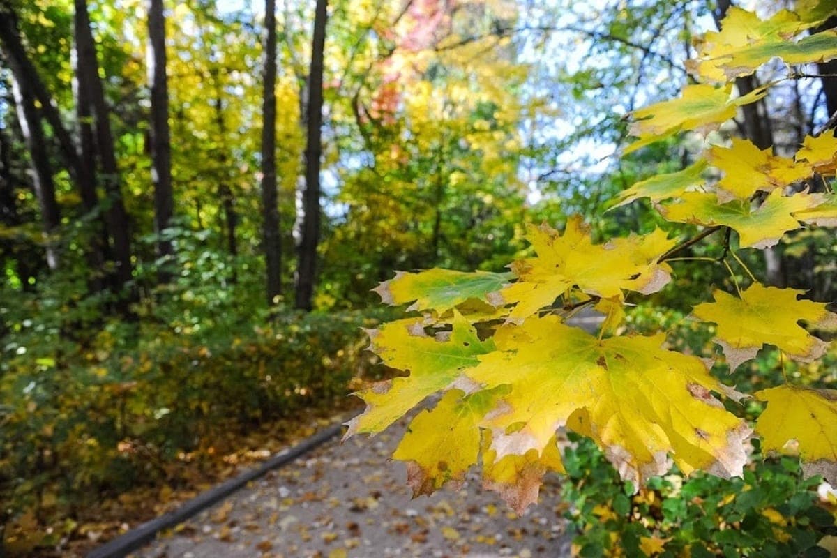 Volgograd region on October 11 expects summer heat to +27 degrees