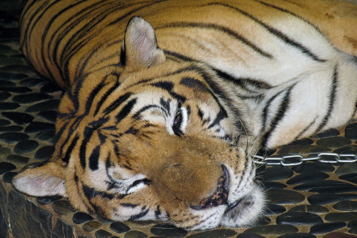Climbed into the enclosure with a tiger in the zoo man died