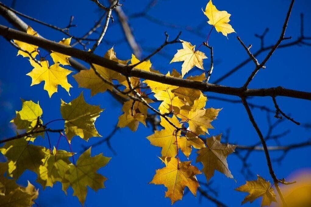 Warm Saturday without precipitation is expected in the Chelyabinsk region
