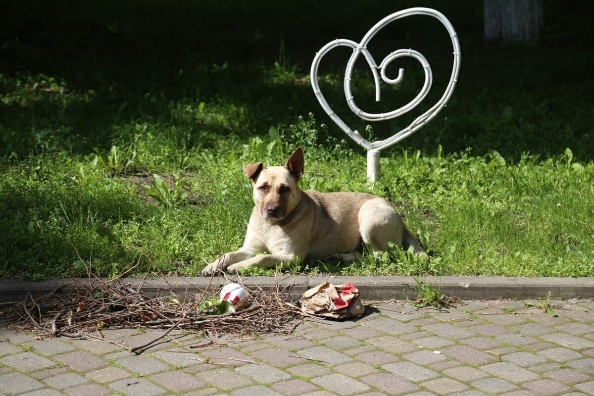 In Sochi warned about the danger of feeding flocks of homeless dogs