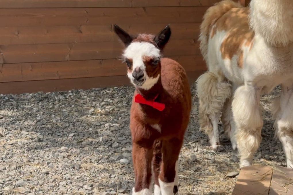 In the Alpaca Park of Sochi newborn baby named Leon
