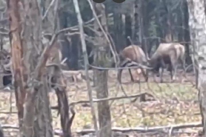 Marriage tournament staged deer under Kirzhach right in front of the inspectors