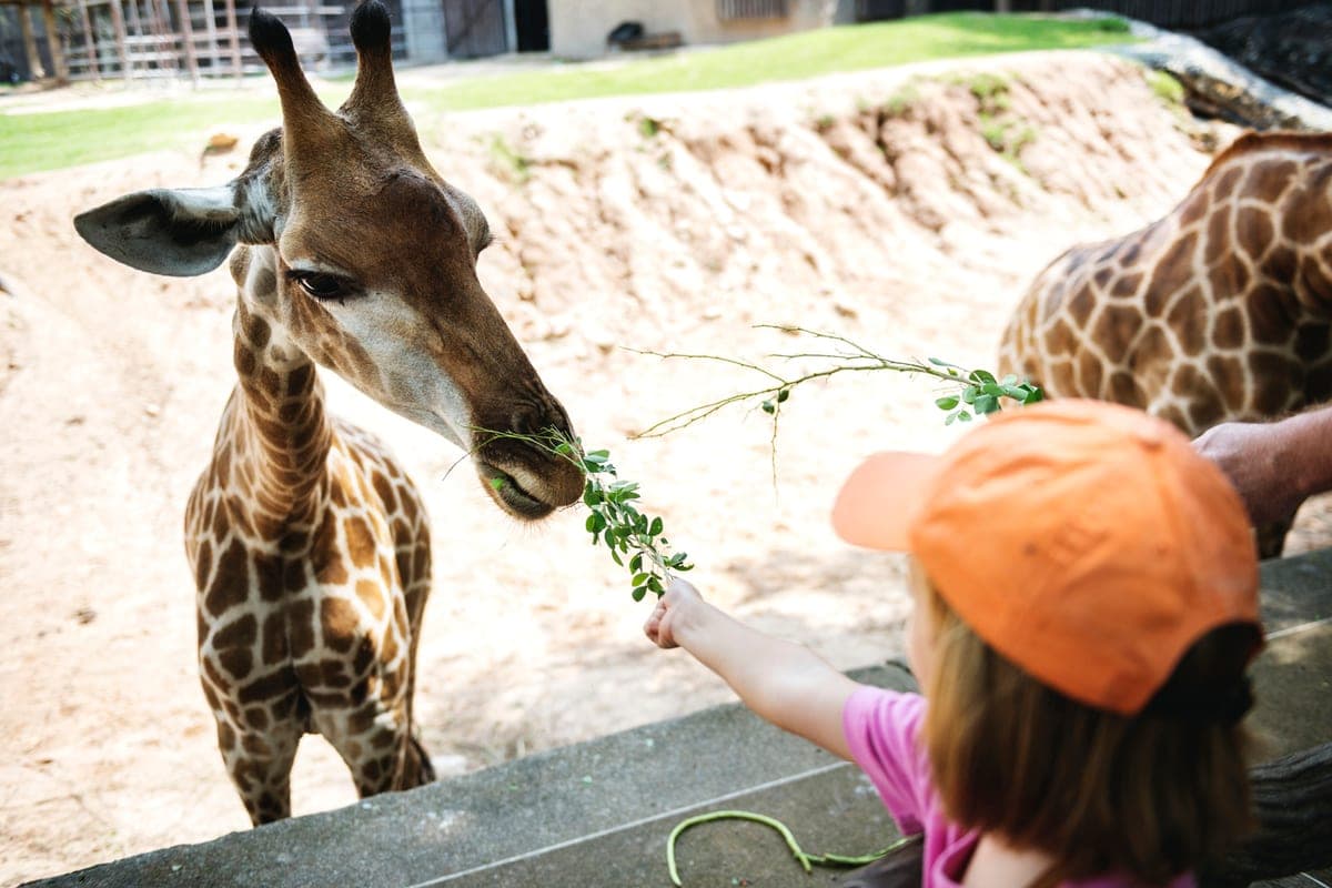 Pensioners will be able to visit the Novosibirsk Zoo for free until October 23