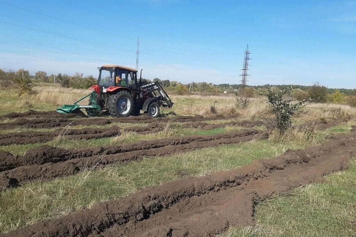 In Kursk on Saturday will plant 8 thousand oaks