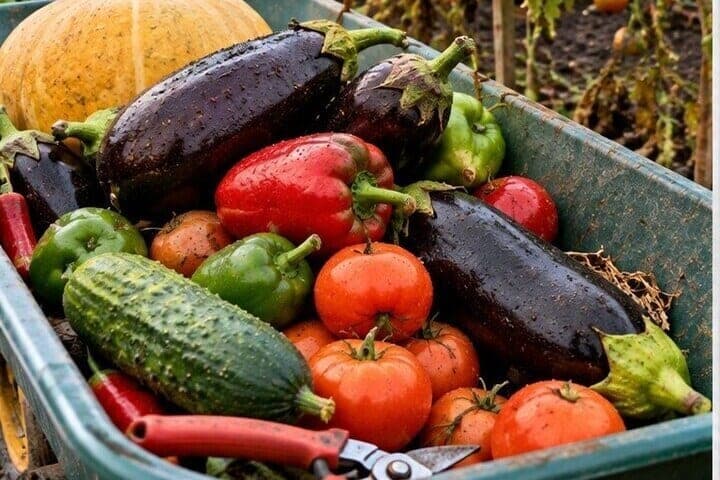 Уберите теплолюбивые овощи до заморозка