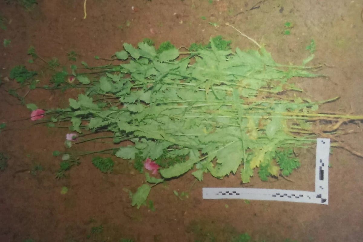 Morkine received a suspended sentence for cultivation of poppy
