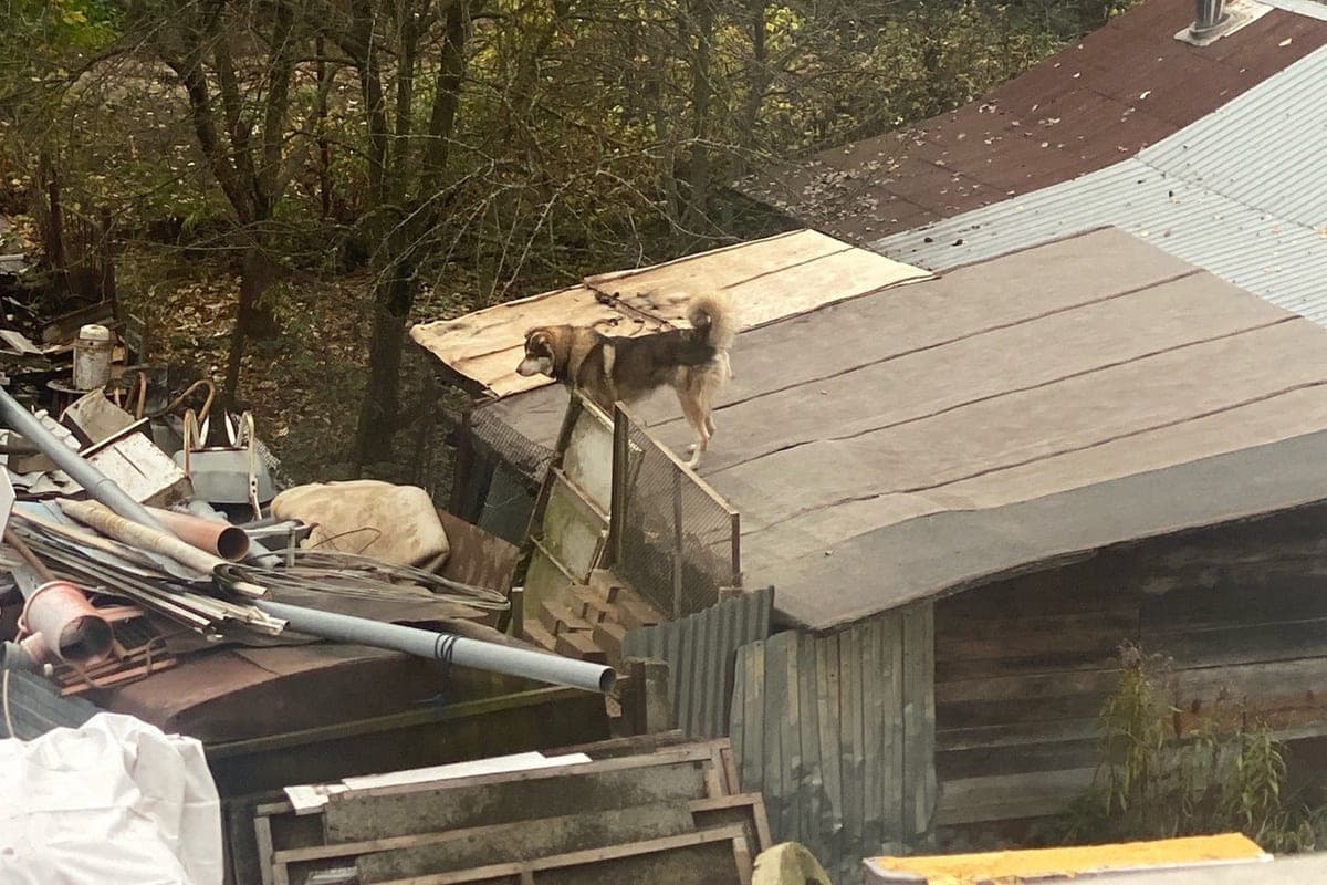 In Yaroslavl, volunteers rescued a dog that spent two days on the roof of the garage