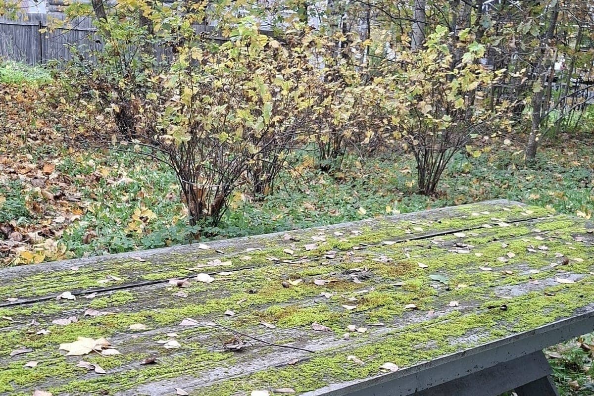 In the Pskov region is expected fog