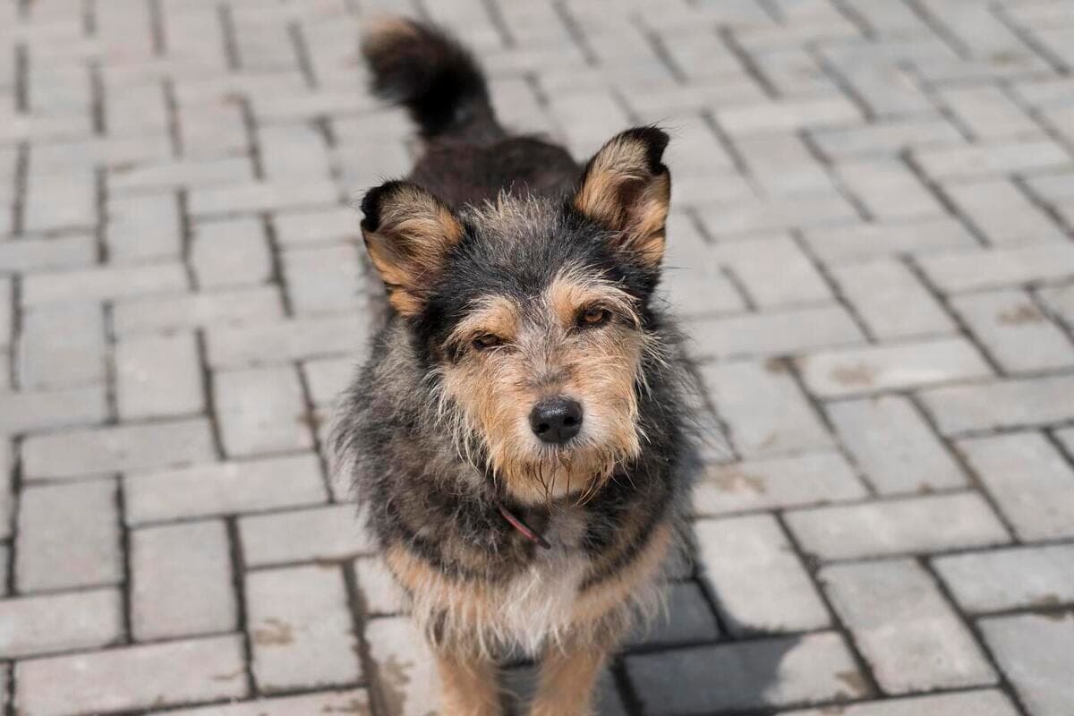 In Bryansk wird der Besitzer des Hundes 40 Tausend Rubel für den Angriff auf das Kind bezahlen