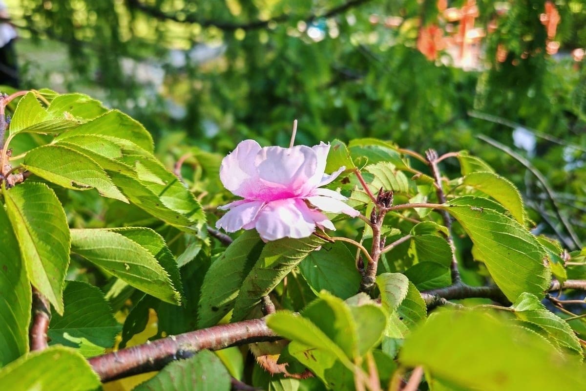 En Sochi arboretum, las flores en ramas eran artificiales