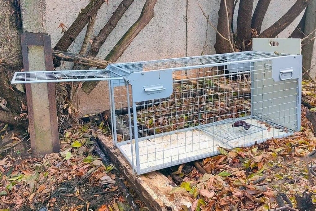 In Kirowo-Chepetsk eine Falle für den Fang eines wilden Fuchs