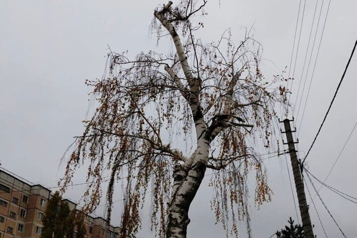 Новая рабочая неделя в Белгородской области начнется с дождей