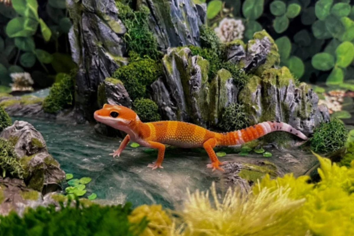 Von Chipmunks zu Drachen: Rostov Bewohner verkaufen ungewöhnliche Haustiere im Internet