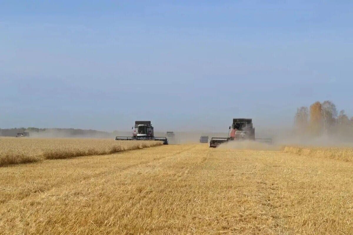 В 18 районах Омской области завершили уборку зерновых