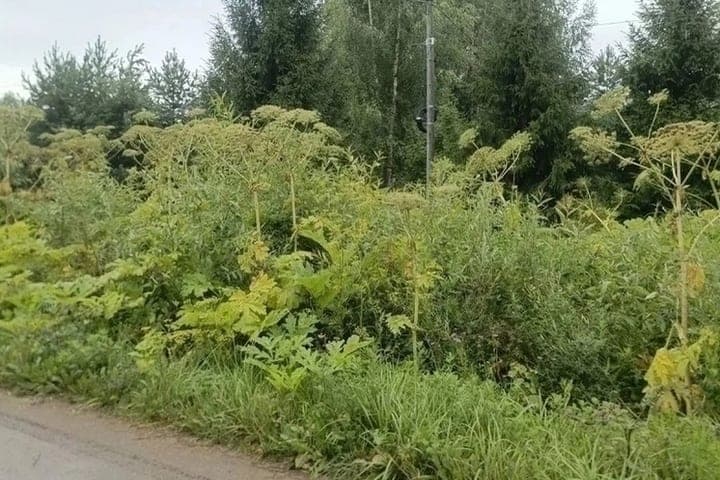 Yaroslavl land owners overgrown hogweed will ruin