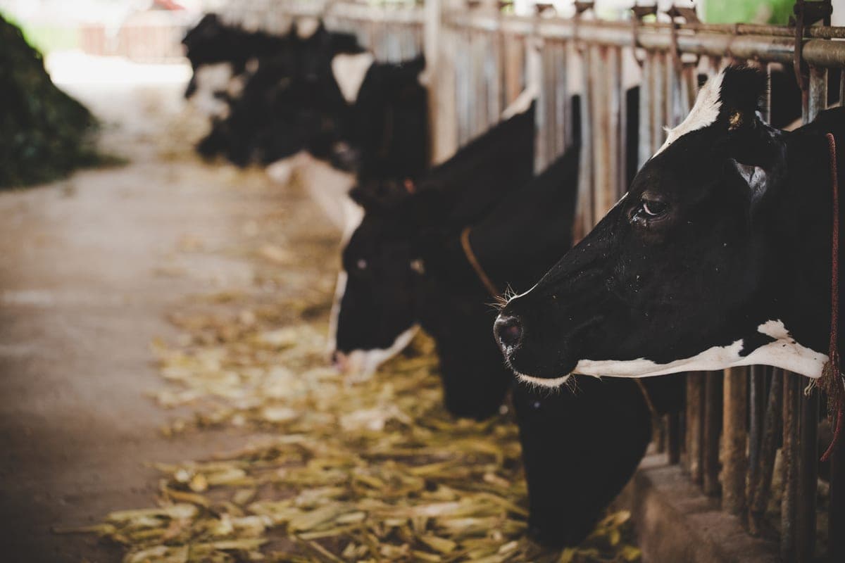 In the Novosibirsk region decreased the number of cows and pigs