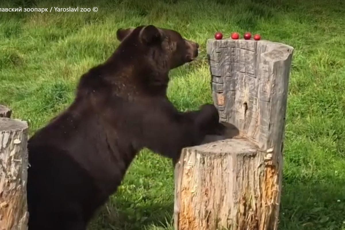 In the Yaroslavl zoo bears began autumn fattening
