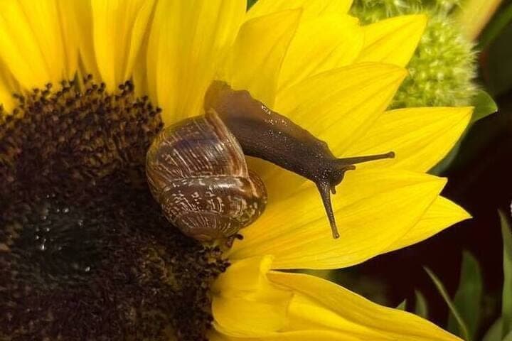 More than 14 tons of Kaliningrad snails “creeped” to conquer the Moscow region