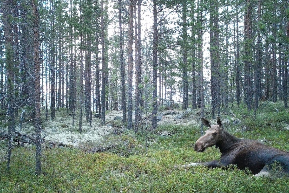 L'orignal photogénique de l'Arctique a rempli toute la mémoire des pièges photographiques avec une esthétique allongée