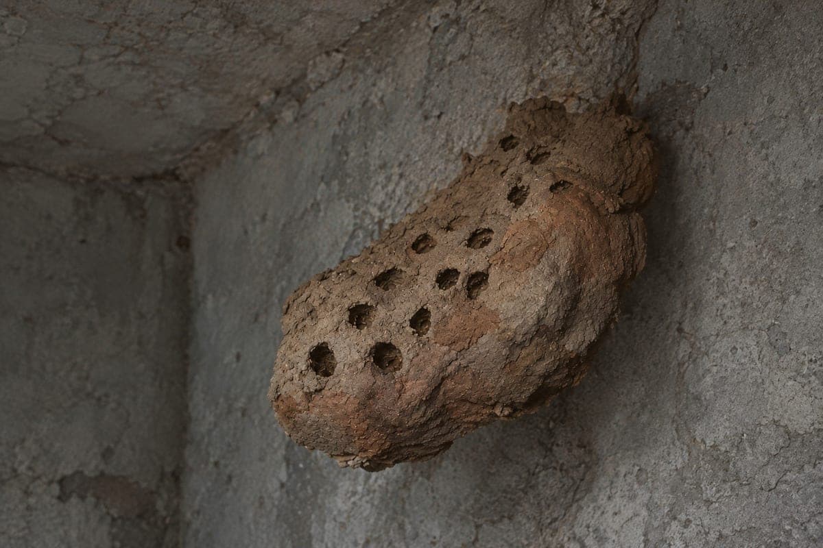 The Russians in the house settled wasps-killers