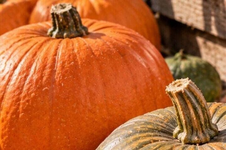 To keep the pumpkin longer, check the peel and peduncle