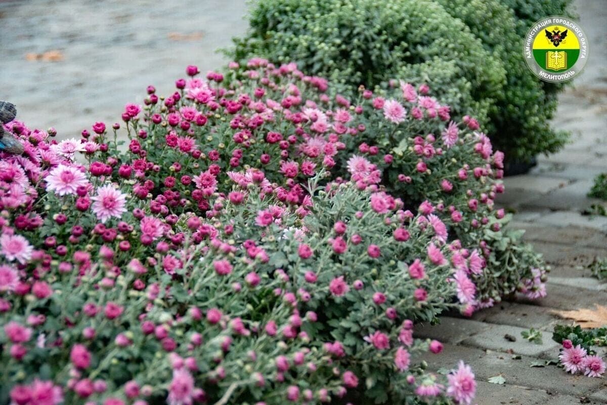 In Melitopol planted chrysanthemums and junipers at the monument to the heroes of Chernobyl