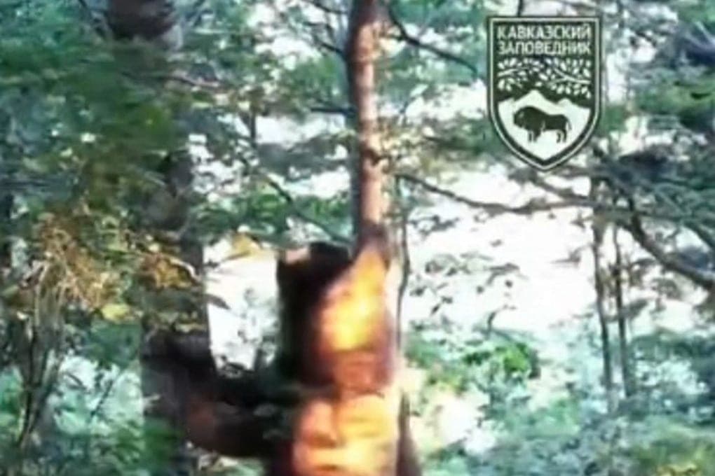 Медведь почесал спину о дерево и попал в объектив фотоловушки в Сочи