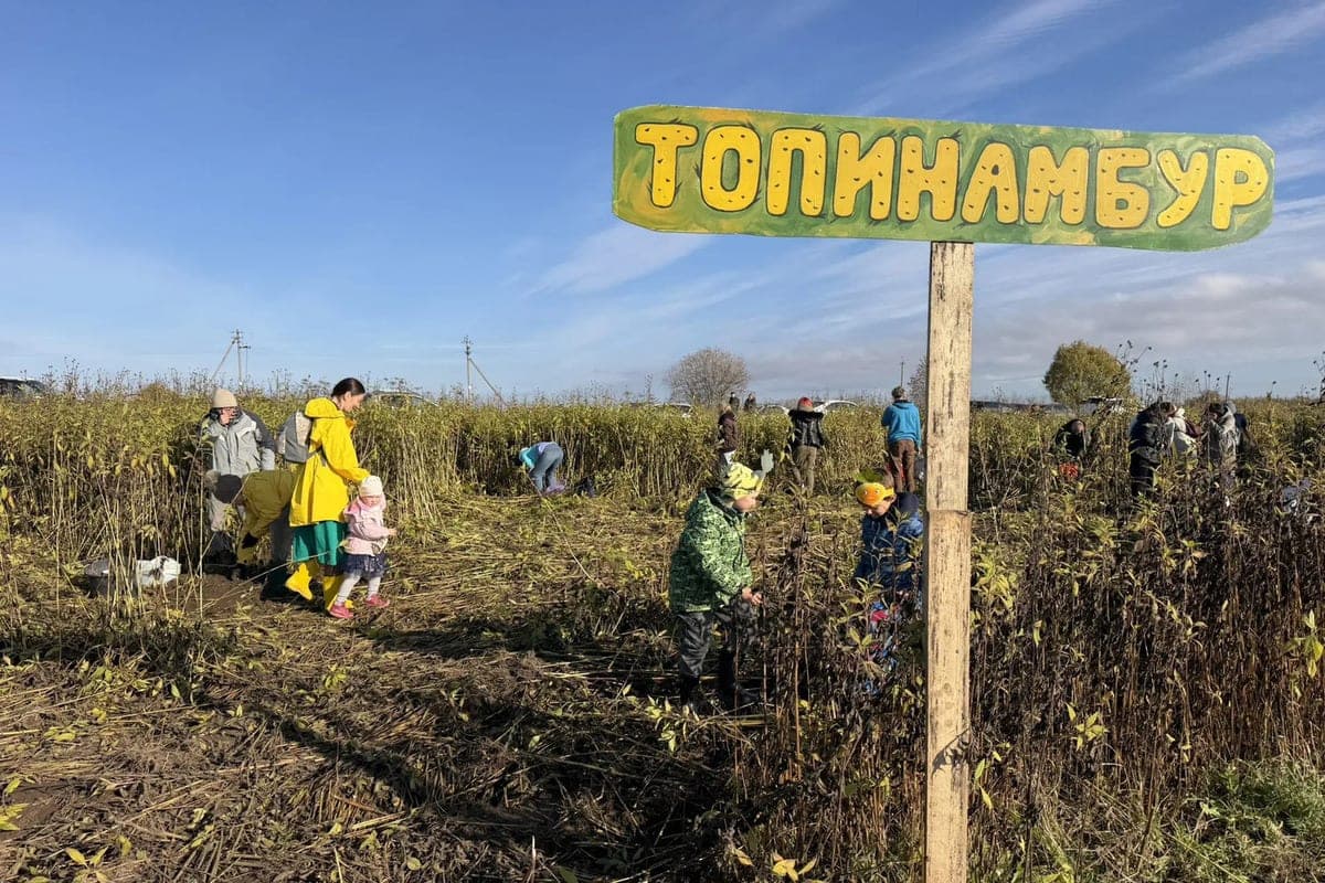 In Gatchina on the farm "Vesi" in Pudosti held the fifth Festival of Izhora turnip