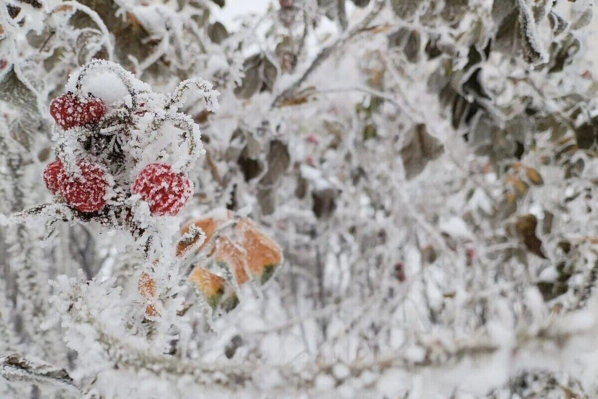 Tryphon fixes a fur coat, and Pelageya sews mittens. What signs on October 21 predicted a harsh winter and what you tried not to do on this day